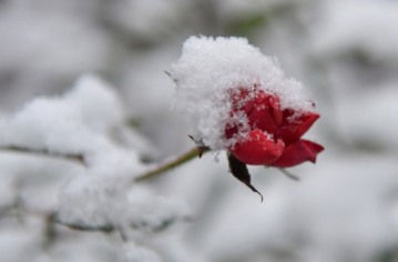 A rose is covered in snow in a garden in Bremen, northwestern Germany. (Carmen Jaspersen/Getty Images)